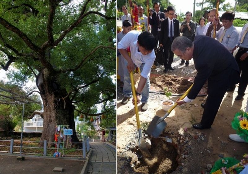 cây long não biểu tượng hòa bình Nagasaki cây long não biểu tượng hòa bình Nagasaki